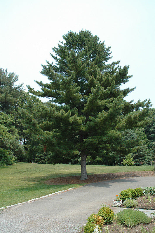 Pinus koraiensis 'Glauca'