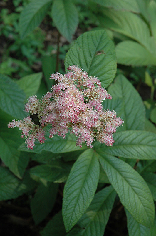 Rodgersia pinnata 'Chocolate Wings'