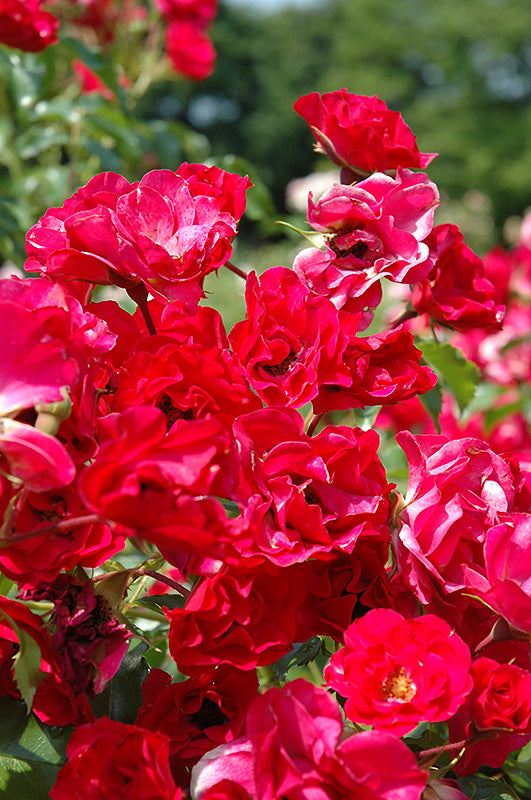 Rosa 'Vigorosa Ruby'