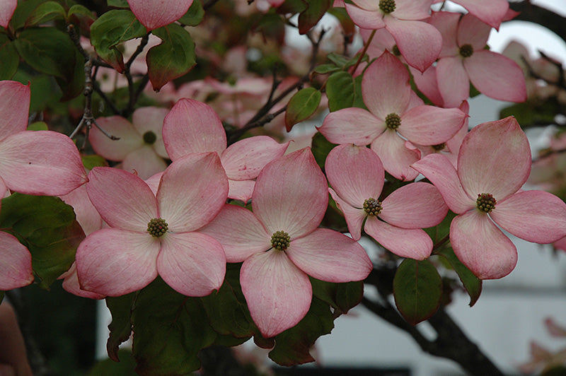 Cornus kousa 'Satomi'