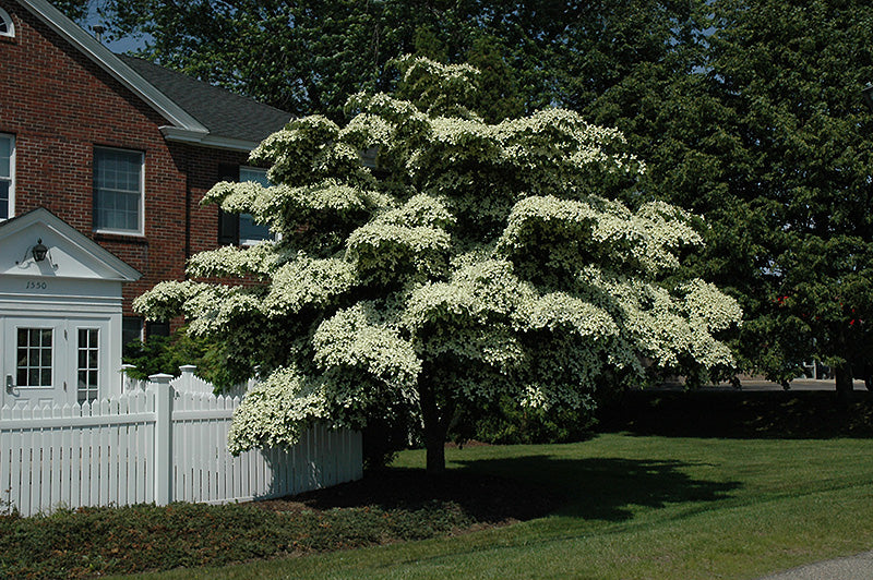 Cornus kousa