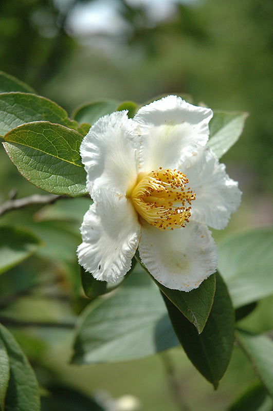 Stewartia pseudocamellia