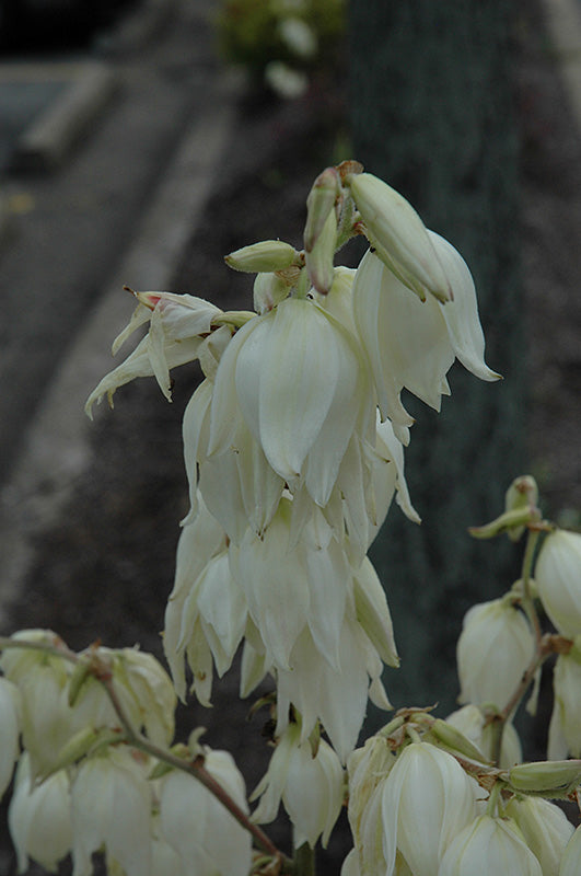 Yucca filamentosa 'Bright Edge'