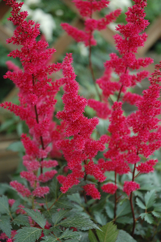 Astilbe x arendsii 'Fanal'