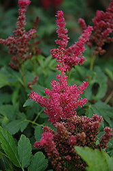 Astilbe hybrid 'Short n Sweet Fireberry'