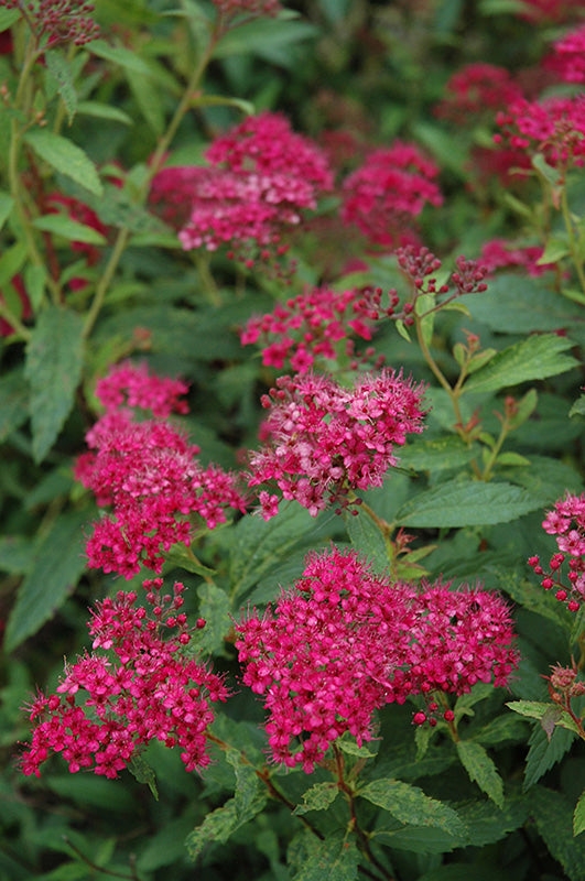 Spiraea japonica 'Neon Flash'