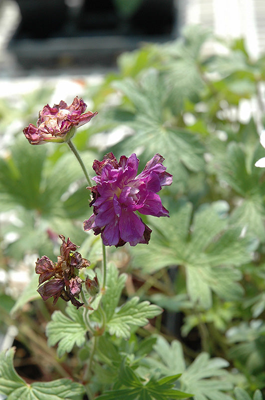 Geranium himalayense 'Birch's Double'