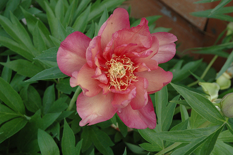 Paeonia itoh 'Kopper Kettle'