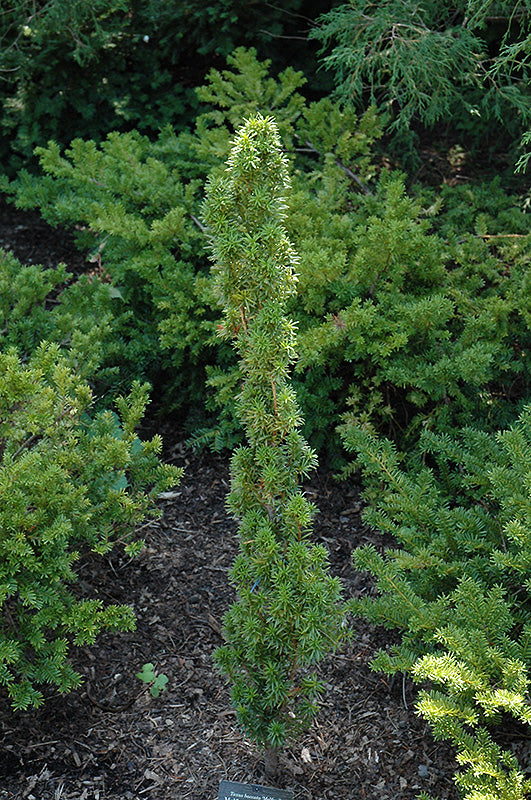 Taxus baccata 'Melford'