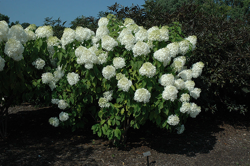 Hydrangea paniculata 'Phantom'