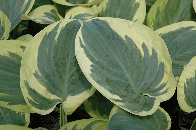 Hosta 'Snow Cap'