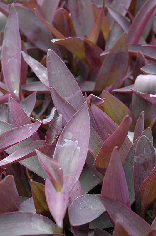 Setcreasea pallida 'Purple Heart'