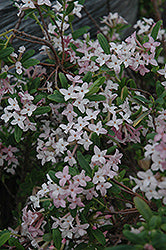 Daphne burkwoodii