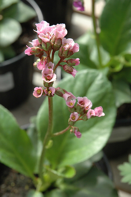 Bergenia cordifolia 'Red Beauty'