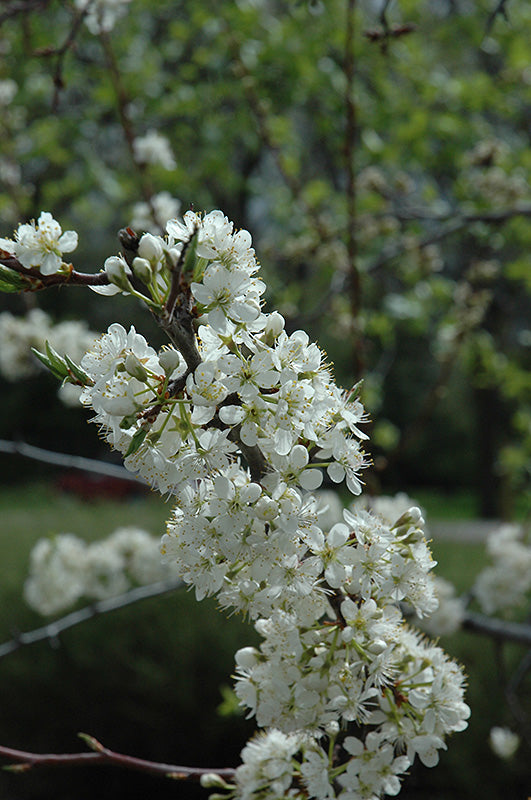 Plum - Prunus Domestica 'Green Gage'