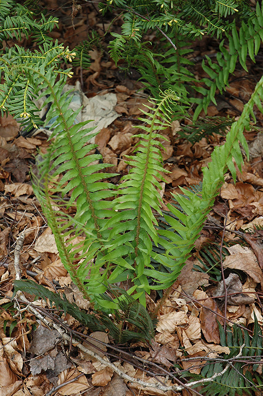 Blechnum spicant