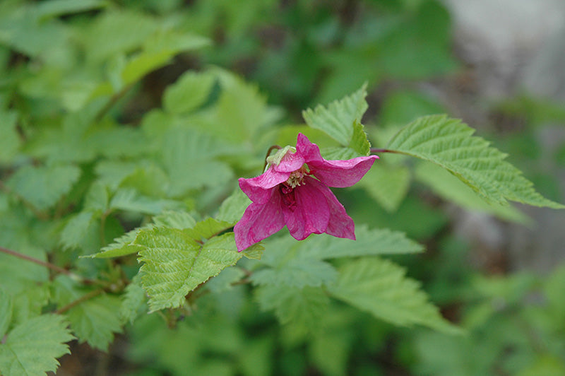 Rubus spectabilis