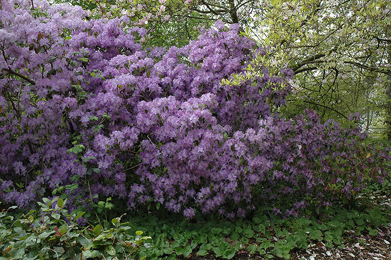 Rhododendron augustinii 'Marine'