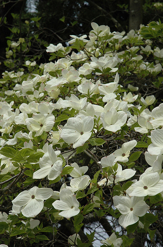 Cornus 'Eddie's White Wonder'