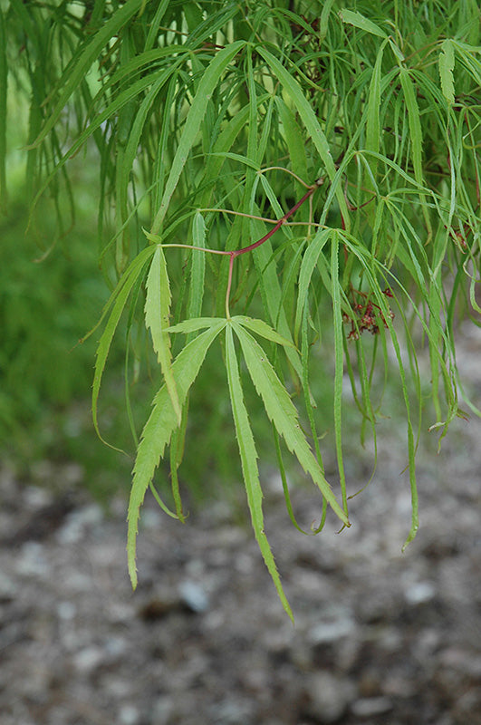 Acer palmatum 'Koto No Ito'