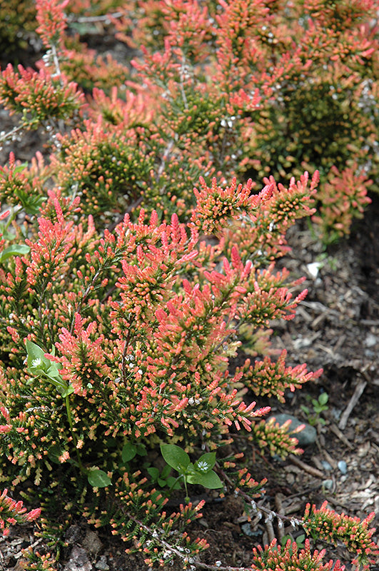 Calluna vulgaris 'Red Fred'