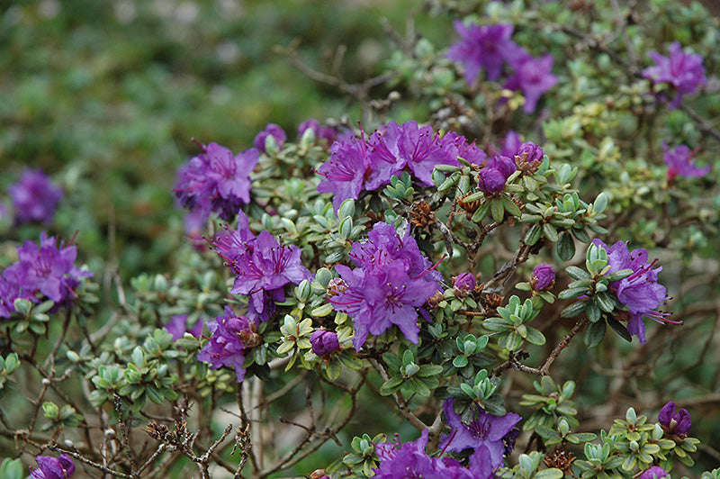 Rhododendron 'Impeditum'