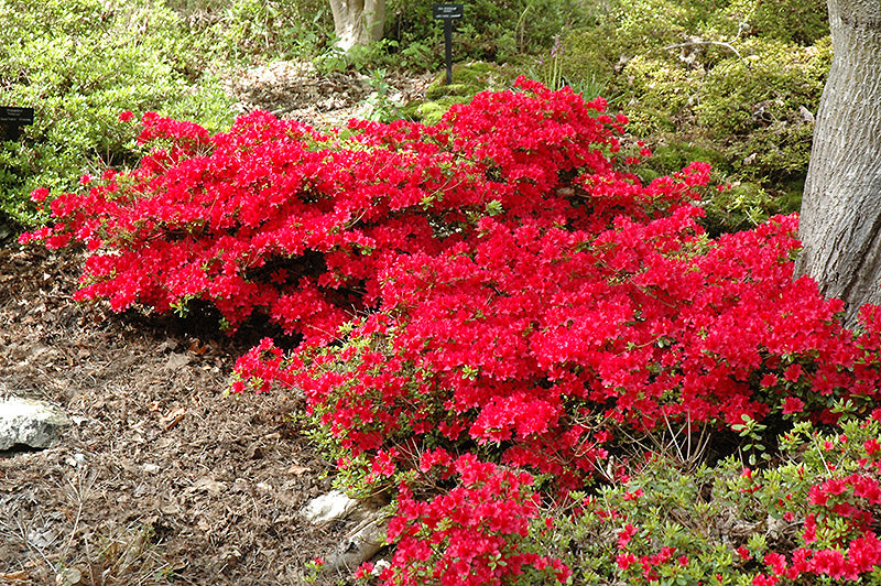 Azalea japonica 'Hino Crimson'