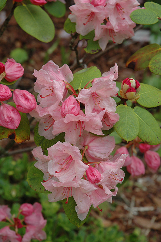 Rhododendron 'Bow Bells'