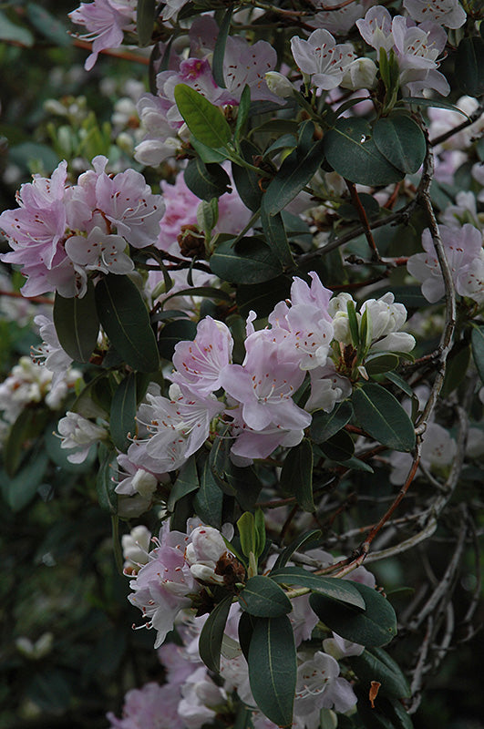 Rhododendron 'Oreotrephes'