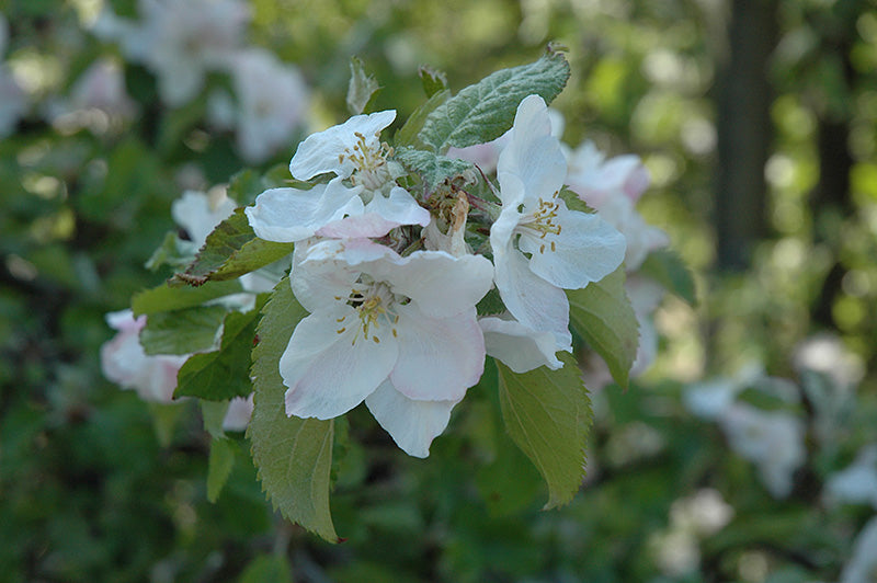 Apple - Malus 'Belle de Boskoop'