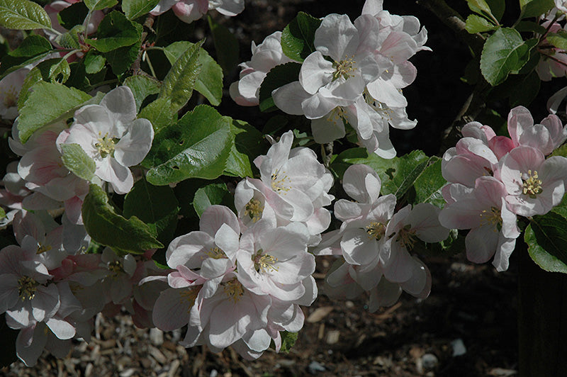 Apple - Malus 'Melba'
