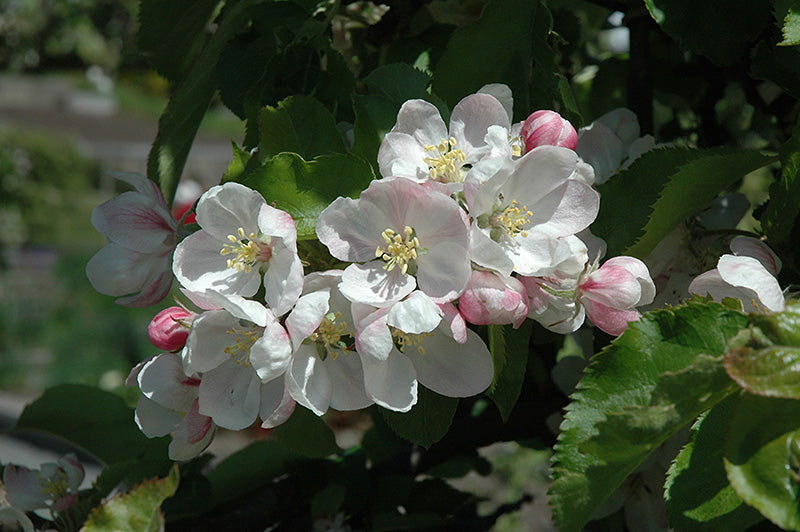 Apple - Malus 'Jonagold'