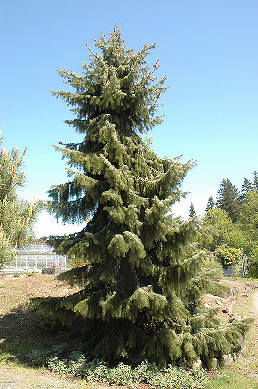 Picea breweriana