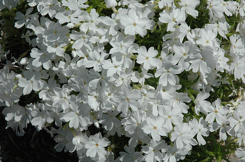 Phlox subulata 'White Delight'