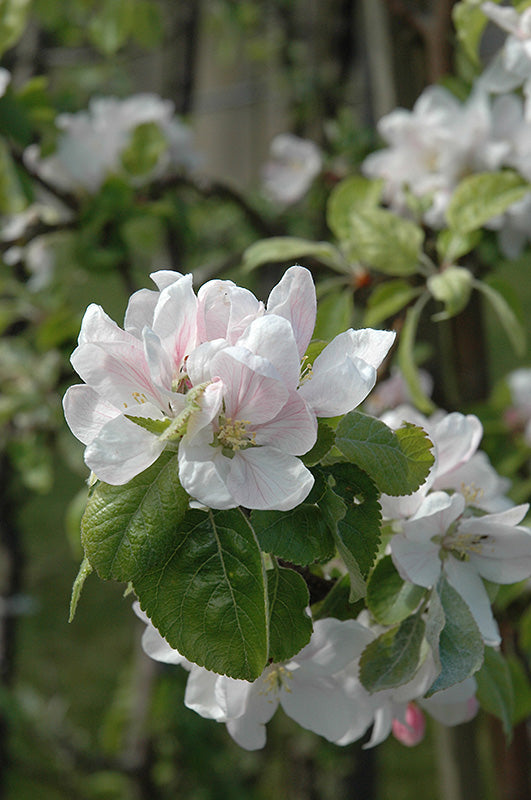 Apple - Malus 'Mac Summerland Red'