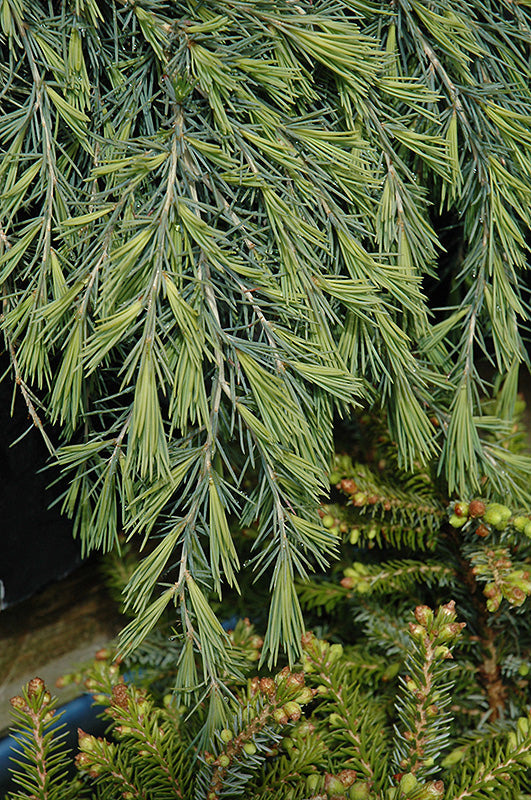 Cedrus deodara 'Feelin' Blue'