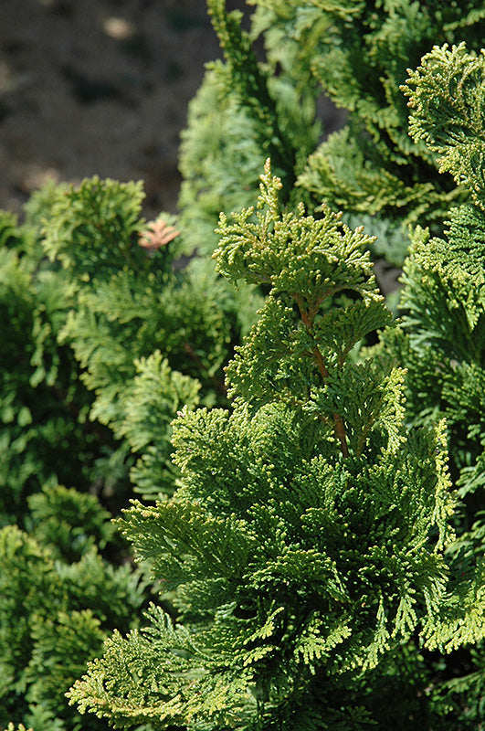 Chamaecyparis obtusa 'Well's Special'