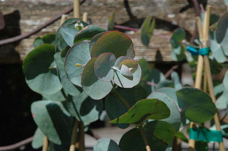 4" Eucalyptus