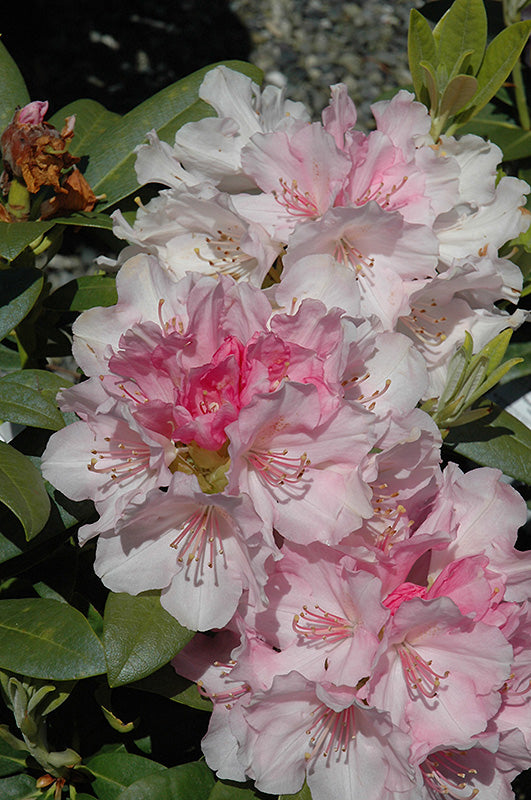 Rhododendron 'Yaku Angel'