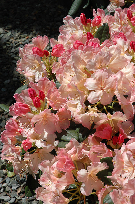 Rhododendron 'Percy Wiseman'