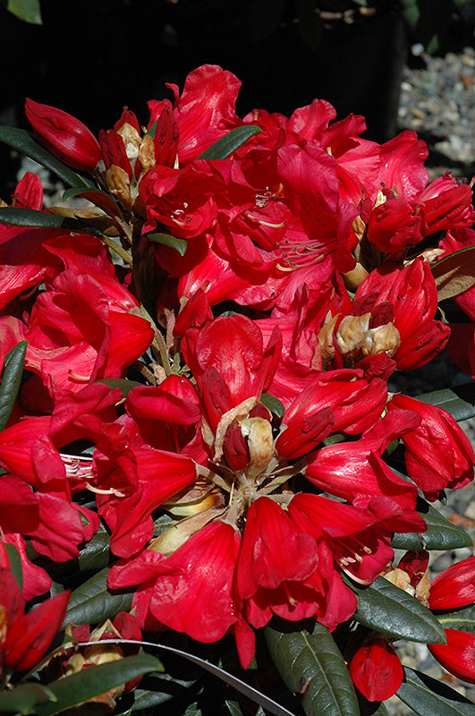 Rhododendron 'Fred Peste'