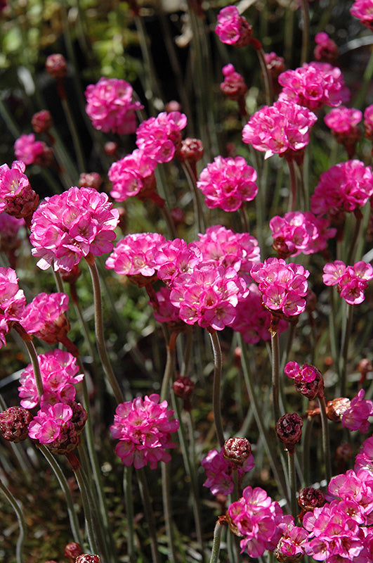 Armeria maritima 'Rubrifolia' (Red-leaved Sea Thrift)