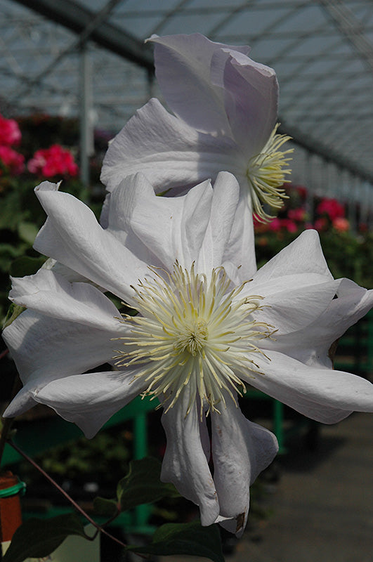Clematis 'Louise Rowe'