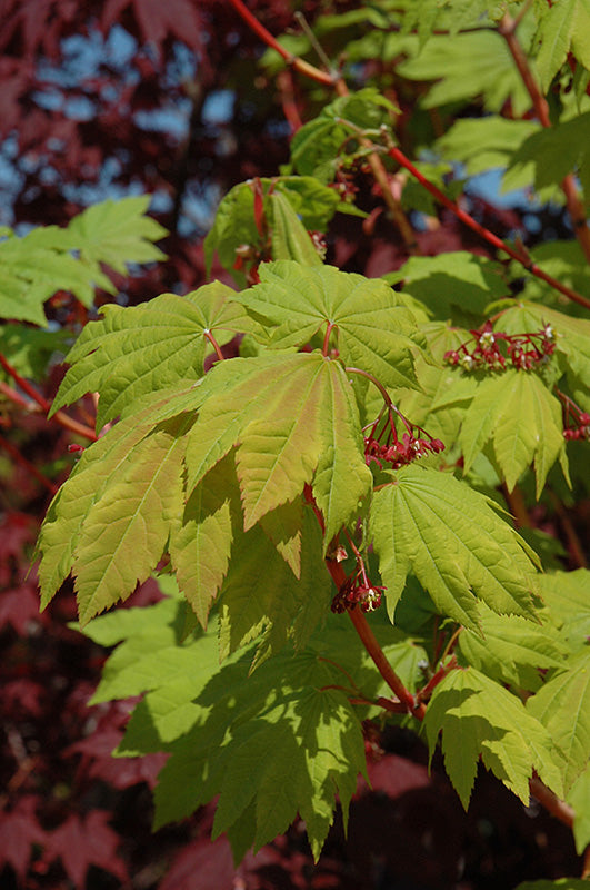 Acer circinatum 'Pacific Fire' (Vine Maple)