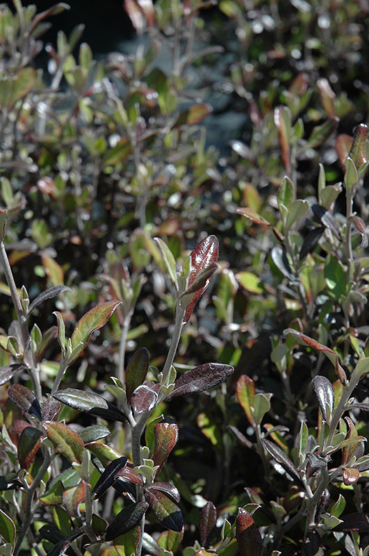 Corokia 'Bronze King'