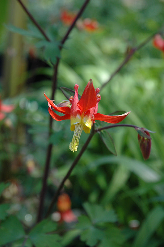 Aquilegia formosa
