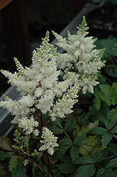 Astilbe 'Verswhite' / 'Younique White'