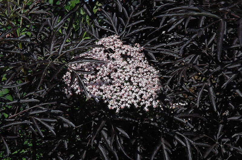 Sambucus nigra 'Eva'