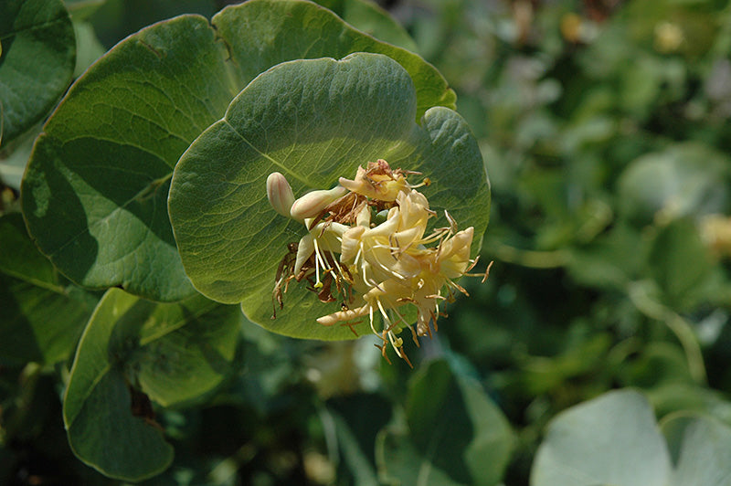 Lonicera reticulata 'Kintzley's Ghost'