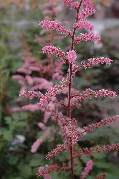 Astilbe arendsii 'Colour Flash'